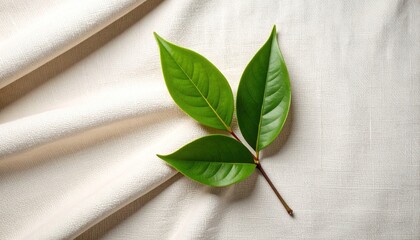 Obraz premium Fresh green leaves on beige fabric (1)