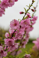 pink cherry blossoms