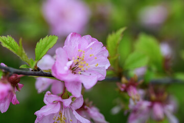 pink cherry blossoms