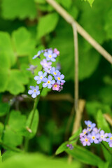 Forget-me-not flowers blooming in the forest.