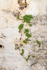 Weathered, damaged and old cracked concrete wall with plants growing out of the cracks. Plaster has mostly peeled off. Viewed from the front.