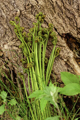 Bunch of young ferns on the bark of a tree