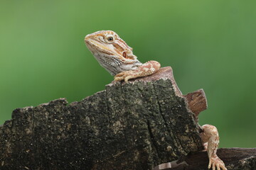 lizard, dragon, bearded dragon, photo of a bearded dragon lizard perched on a leaf
