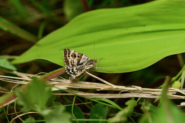 butterfly on a leaf in the wild