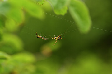 two Spiders on a web in the forest