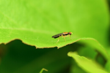 Insect carrot fly on a green leaf