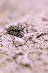 Black Spotted Jumping-Beetle