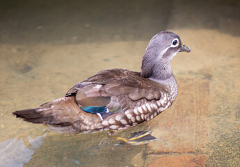 Female Mandarin duck in the pond