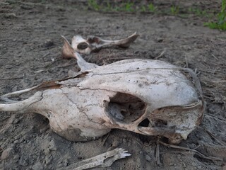 Skull of a dead cow. Dried cow skull close up shot. Cow skull lying on the ground