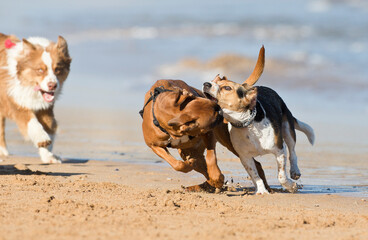Dogs playing on the beach