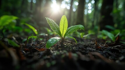 Young Sprout Emerging in Forest Sunlight