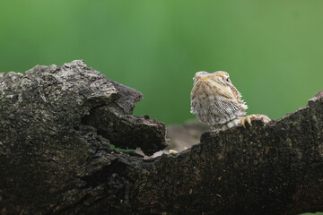 lizard, dragon, bearded dragon, photo of a bearded dragon lizard perched on a leaf