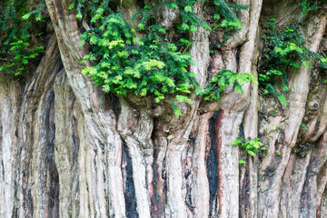 Yew Bermiego, Asturias, Spain