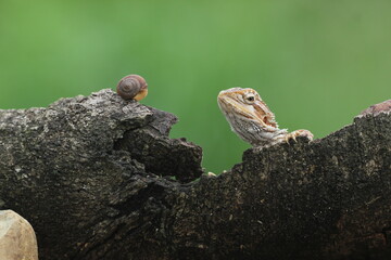 lizard, dragon, bearded dragon, photo of a bearded dragon lizard perched on a leaf