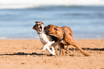 Dogs playing on the beach