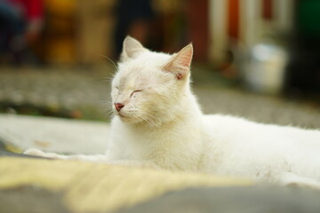 A white cat sitting with its eyes closed