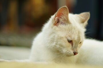 A white cat was sitting while turning its head to look around