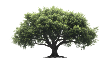 a tree in high definition is isolated against a white background