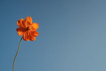 An orange flower stands out against the bright blue sky, creating a simple and stunning image of nature's beauty and colorful contrast.