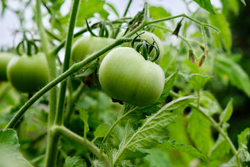 Green unripe fruit vegetable tomato