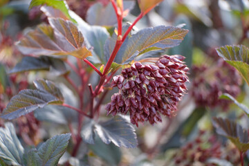 Burgundy bladderfruit, close-up of plant flowers