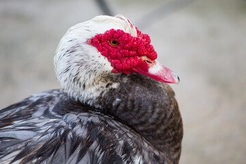 
The close-up view of duck poatrait
