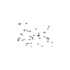 Flock of pigeons
