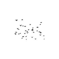 Birds in flight 