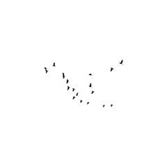 flock of birds flying