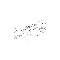 Flock of birds isolated on white background.