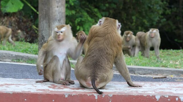 Nature background of wild animals, monkeys or gibbons searching for food and moving quickly on a big mountain. Some are fierce with sharp fangs, usually living in groups.