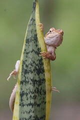 lizard, dragon, bearded dragon, photo of a bearded dragon lizard perched on a leaf
