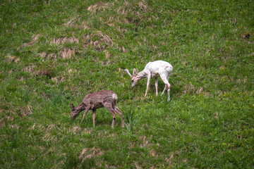 a white roe, capreolus capreolus, a rare species, on a mountain meadow at a spring day
