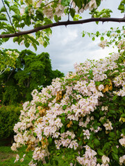 White bougainvillea flower plants in tropical garden. Blue sky and clouds. Philippines.