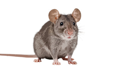 Curious gray rat isolated on transparent background 