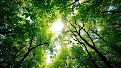 serene forest canopy  where vibrant green leaves filter sunlight