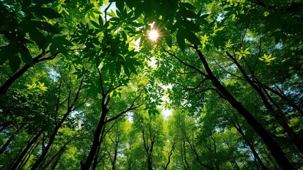 Obraz premium serene forest canopy where vibrant green leaves filter sunlight