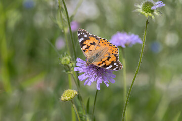 Painted lady butterfly (Vanessa cardui) on a field scabious (Knautia arvensis).