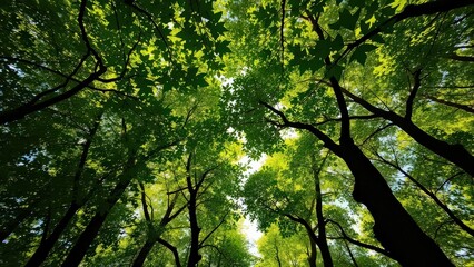 serene forest canopy  where vibrant green leaves filter sunlight