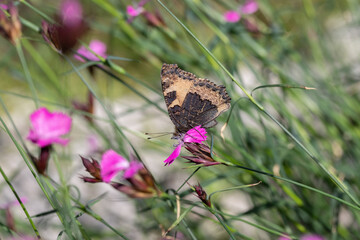 Small tortoiseshell butterfly (Aglais urticae) with closed wings. Conceals from predators. Feeding on Carthusian pink (Dianthus carthusianorum).