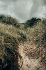 Tranquil Sand Dunes and Coastal Grass on a Northumberland Beach