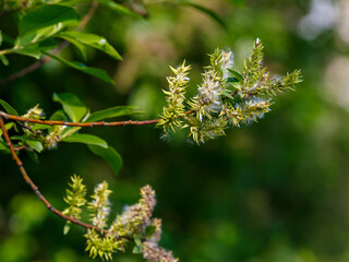 White willow ( lat. Salix alba ) blooms in spring time © Flower_Garden