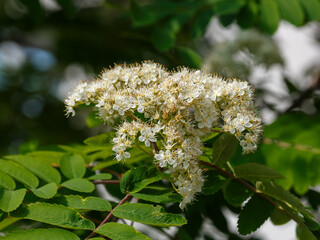 Inflorescence of a rowan tree in spring time