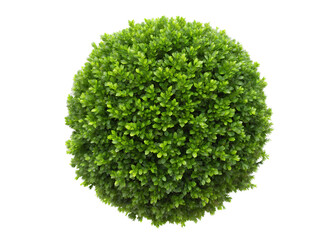 Obraz premium Top view of a boxwood bush isolated on a transparent background