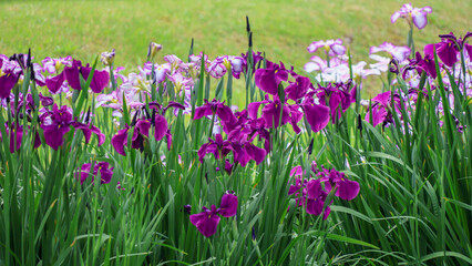 都心散歩　ハナショウブ満開の浜離宮