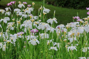 都心散歩　ハナショウブ満開の浜離宮