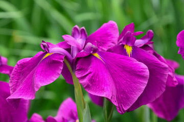 都心散歩　ハナショウブ満開の浜離宮