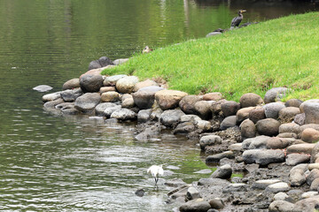 都心散歩　水辺の鳥たち