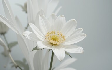 Obraz premium Elegant White Flower on a Clean Background