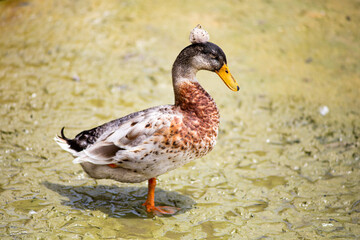 Close-up of a duck with a distinctive head pattern, standing in a shallow body of water.

